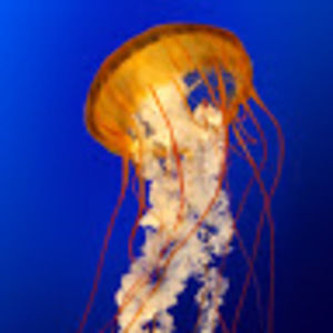 Meet your Posher, Kriste